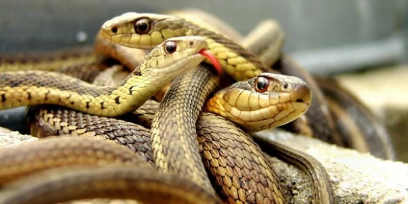 Mơ thấy rắn thường xuyên xuất hiện khi ngủ